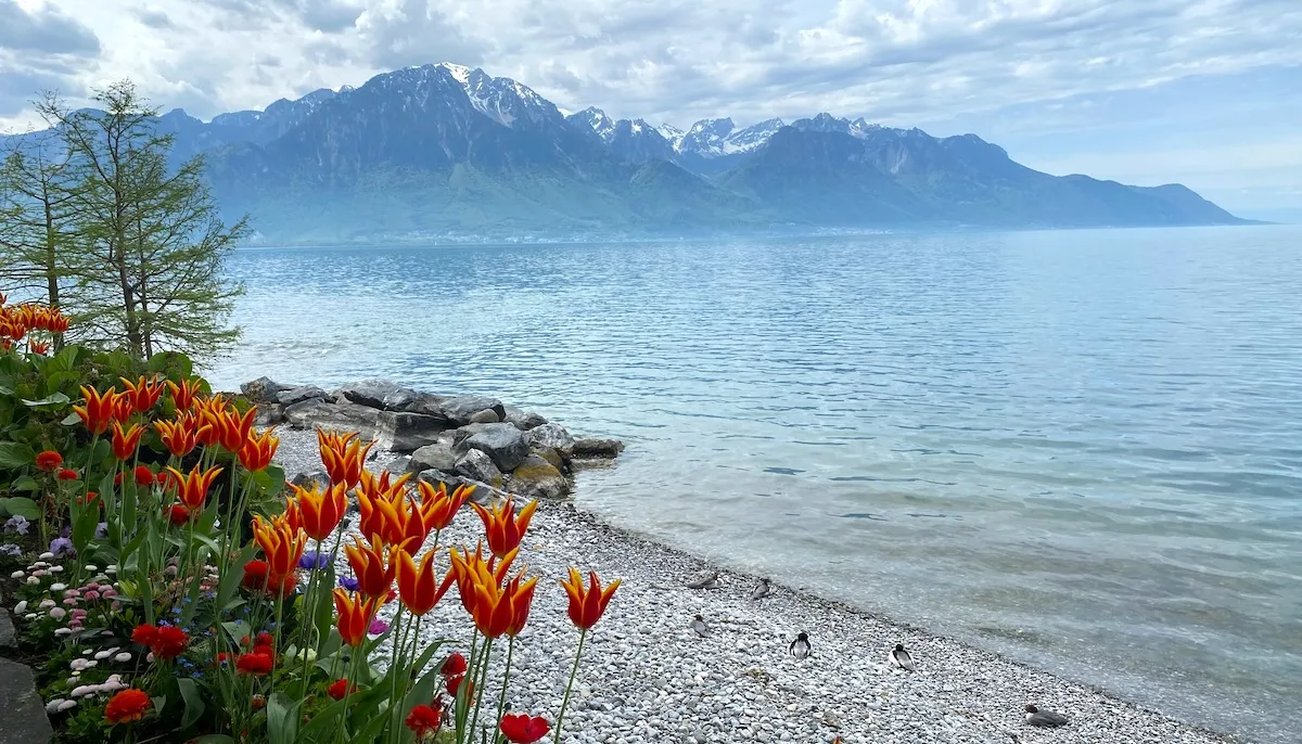 Rive de galets au bord du Léman, tulipes au premier plan et Alpes en face