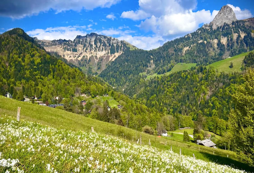 Narzissenweg